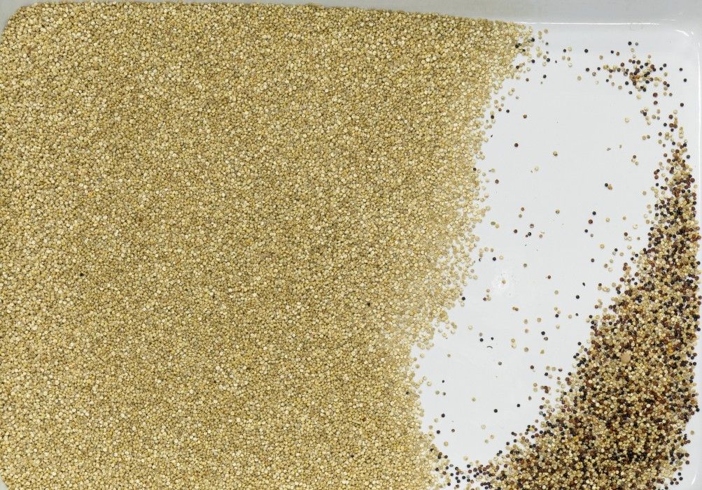 WENYAO Multifunction Color Sorter, clasificador del color del grano de avena de la quinoa