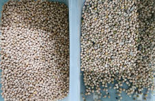 Equipo agrícola del clasificador del color del garbanzo de la alta capacidad que procesa la clasificadora del color del CCD de las habas para el garbanzo
