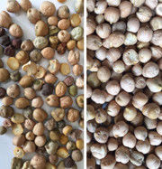 Equipo agrícola del clasificador del color del garbanzo de la alta capacidad que procesa la clasificadora del color del CCD de las habas para el garbanzo
