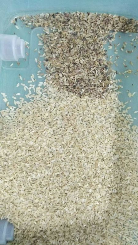 Máquina roja del clasificador del color del arroz para separar el arroz rojo de la calidad inferior