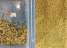Clasificador rojo Mung Bean Separator Machine del color de Bean Processing Machine White Kidney