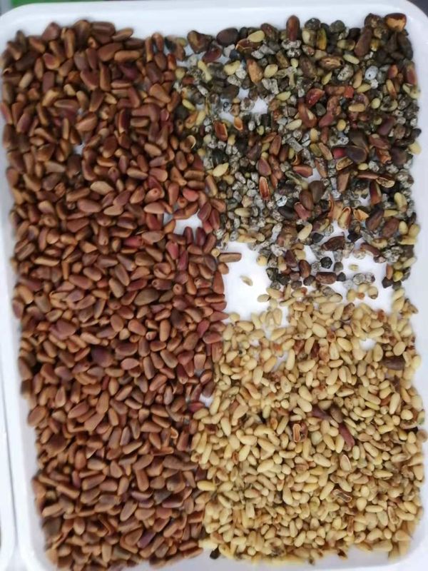 Alta tecnología multi de la función del clasificador del color de los corazones del maíz/de la almendra del grano/de las habas