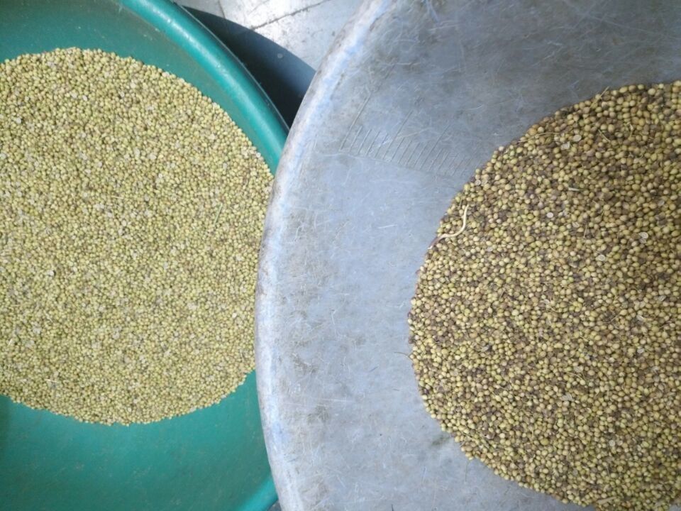 Producción de la clasificadora 200kg/h de la semilla de coriandro de la alta precisión