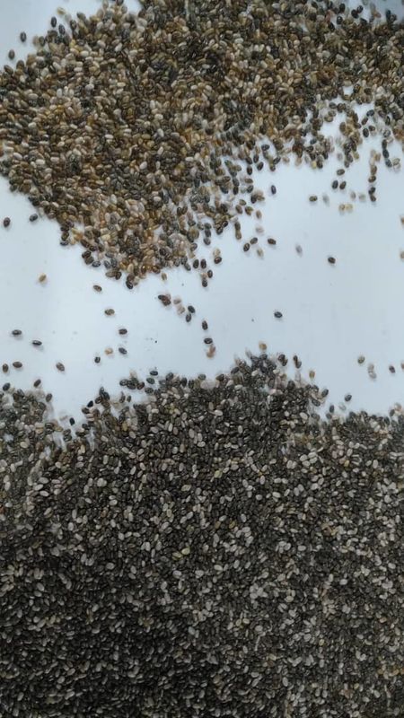 Selector de alta resolución de Chia Seed Color Sorter Machine Chia Seed Processing Machine Seed