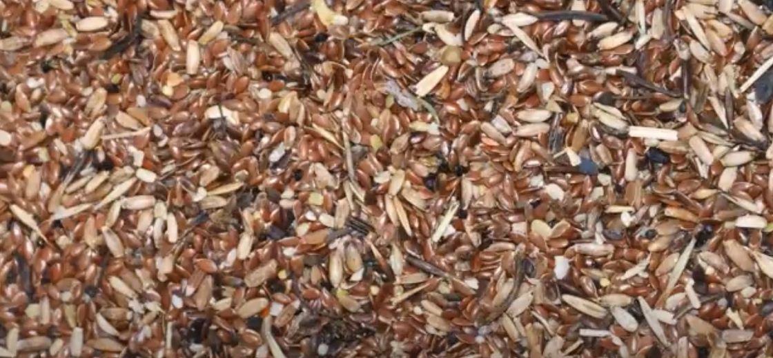El sésamo de la máquina de Flax Seed Sorting del fabricante siembra el equipo agrícola del clasificador del color