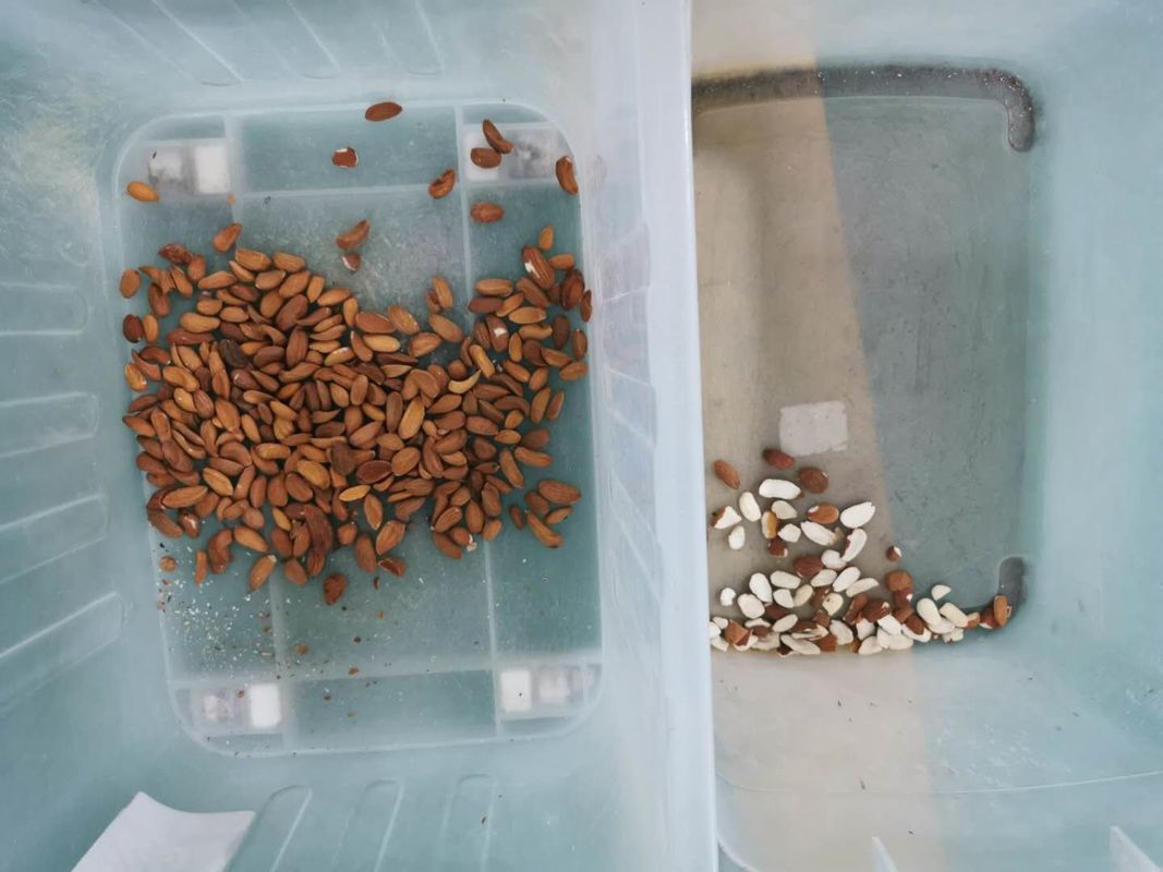 2021 caliente vendiendo 5 CCD del Candlenut de los canales inclinados las nueces colorean el clasificador en línea de transformación de las nueces