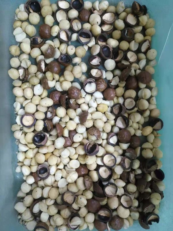 Las nueces de macadamia ópticas más populares colorean el clasificador para separar nueces y cáscaras