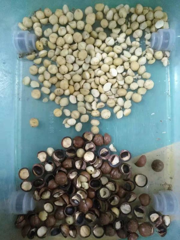 Las nueces de macadamia ópticas más populares colorean el clasificador para separar nueces y cáscaras