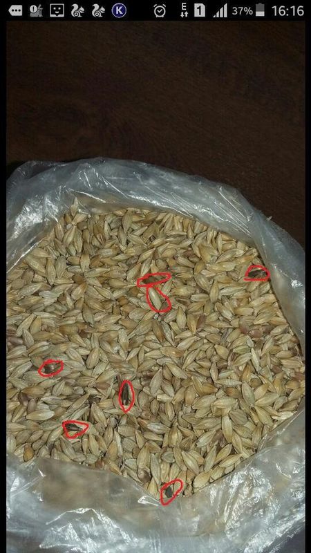El color de la avena clasificadora la máquina de la separación del grano para procesar avena en la granja
