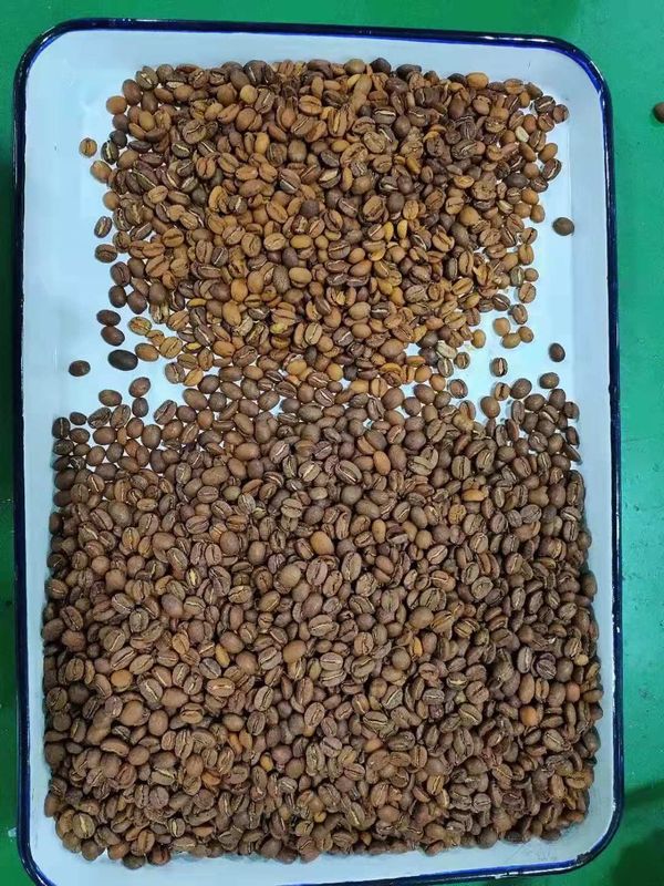 240V 50Hz asó el microprocesador de proceso de alta velocidad de Bean Sorting Machine del café