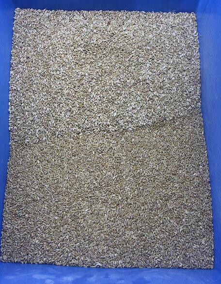 Clasificadora del color de la quinoa del clasificador del color del trigo de la avena del clasificador del color del alforfón