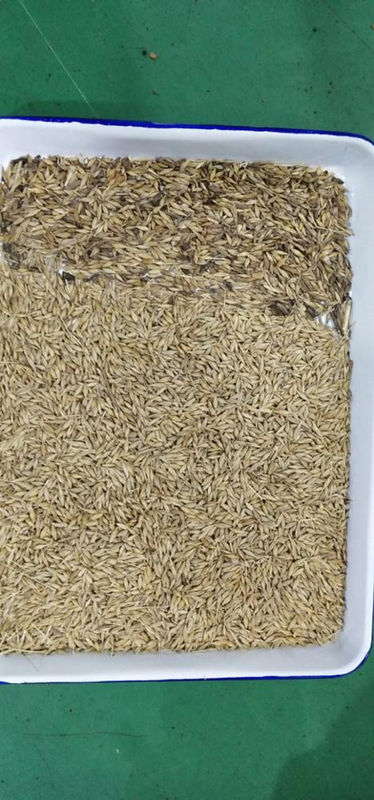 Clasificadora del color de la quinoa del clasificador del color del trigo de la avena del clasificador del color del alforfón