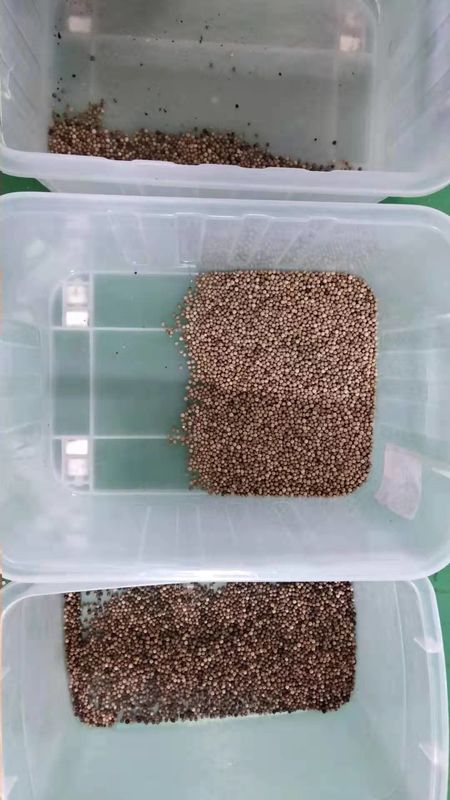 El clasificador automático del color del grano del CCD, 3t/h sazona la clasificadora con pimienta