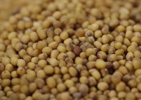 Wenyao Grain Color Sorter, CE ISO9001 de la clasificadora de la zahína