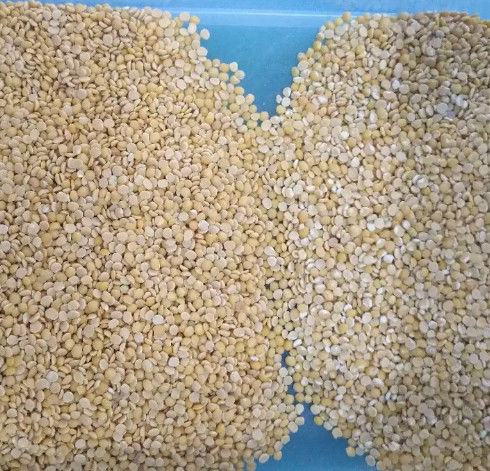 Wenyao Grain Color Sorter, CE ISO9001 de la clasificadora de la zahína