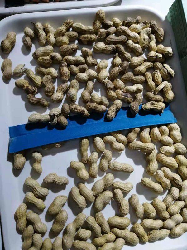 Máquina eléctrica del clasificador del color del cacahuete del clasificador del color del grano de la máquina del clasificador del color de la nuez