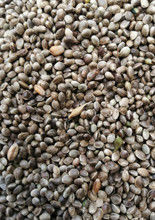 Clasificador limpio del color del cañamón del separador del cañamón de la máquina del cañamón del equipo de proceso del cañamón