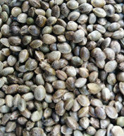 Clasificador limpio del color del cañamón del separador del cañamón de la máquina del cañamón del equipo de proceso del cañamón