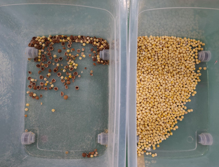 clasificador del color de 15 de la pulgada nueces de la pantalla, clasificadora de la avellana elegante inteligente