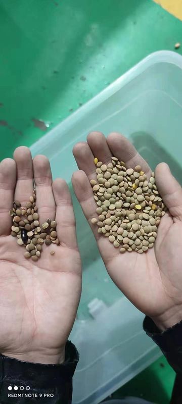 La clasificadora del color del arroz de las nueces del maíz del grano modificó para requisitos particulares