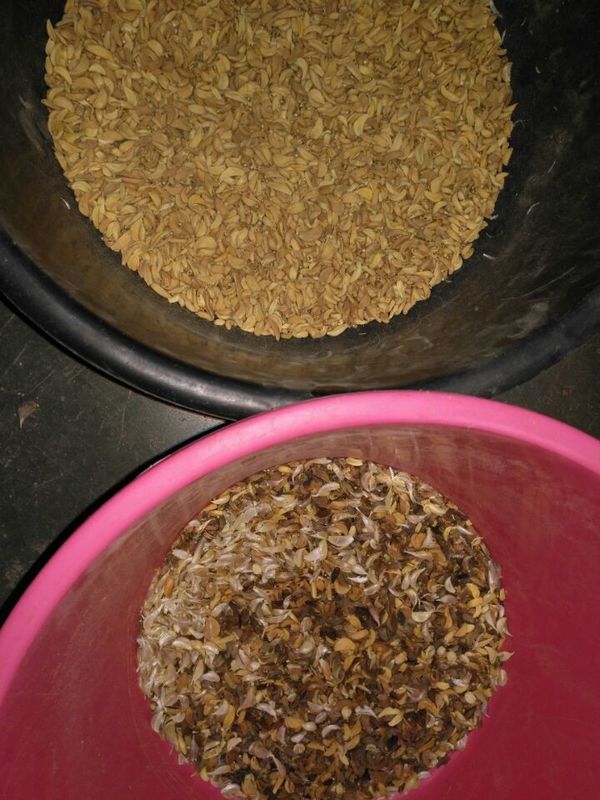 Máquina de clasificación de color de ajo óptico de la cámara de CCD para pelar el ajo, eliminar las manchas de ajo, máquina de clasificación de colores de café con CE