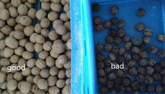 2 canales inclinados 128 canalizan al clasificador del color de las nueces, WENYAO Walnut Color Sorter