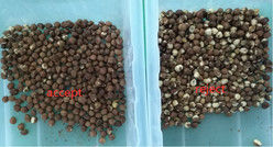 2025 Venta en caliente Precio de fábrica CCD Nuts Color Sorter Equipo de separación de nueces de macadamia con CE