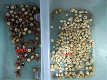 Nuez de macadamia del separador de la macadamia del clasificador del color de la nuez de macadamia que clasifica la niveladora