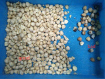 Línea de transformación de la nuez de la vela de la clasificadora del Candlenut clasificador del color de la buena calidad para el Candlenut