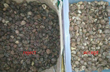 Nuez de areca secada de la clasificadora de la nuez de areca que califica el clasificador del color de la nuez de areca de Macine