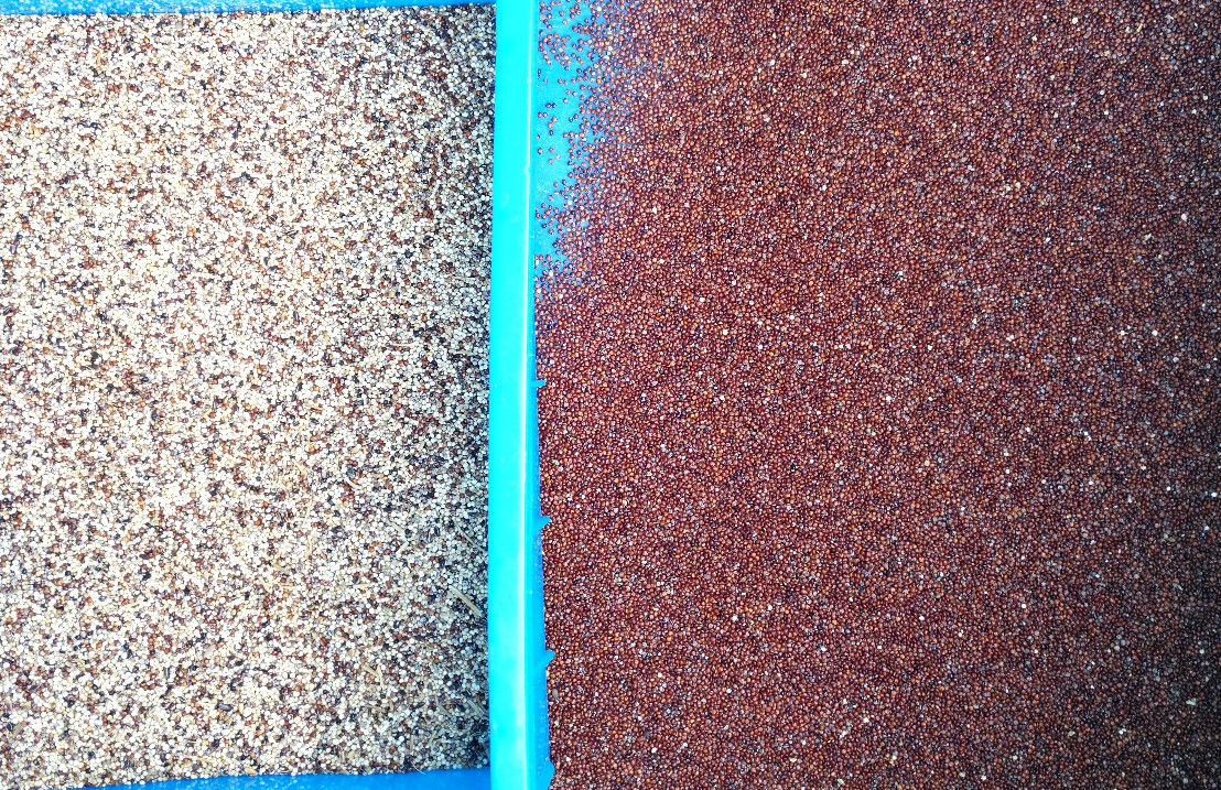 Clasificador del color del grano de 10 canales inclinados, certificado del CE ISO9001 del clasificador del color del cereal