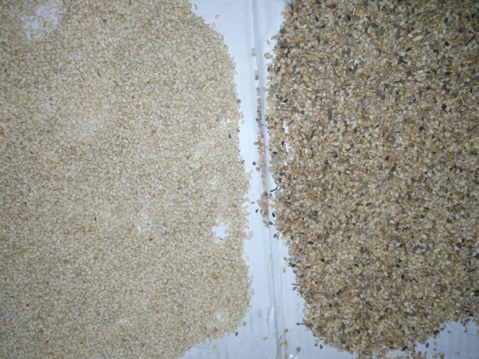 Clasificador del color de Wenyao High Capacity Sesame Seeds que clasifica la máquina del separador
