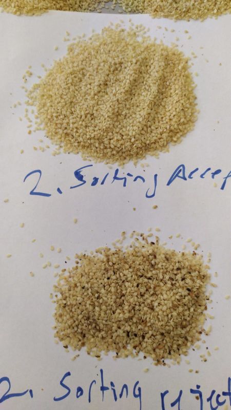Chili Seed Color Sorter agrícola 6 canales inclinados 384 canales