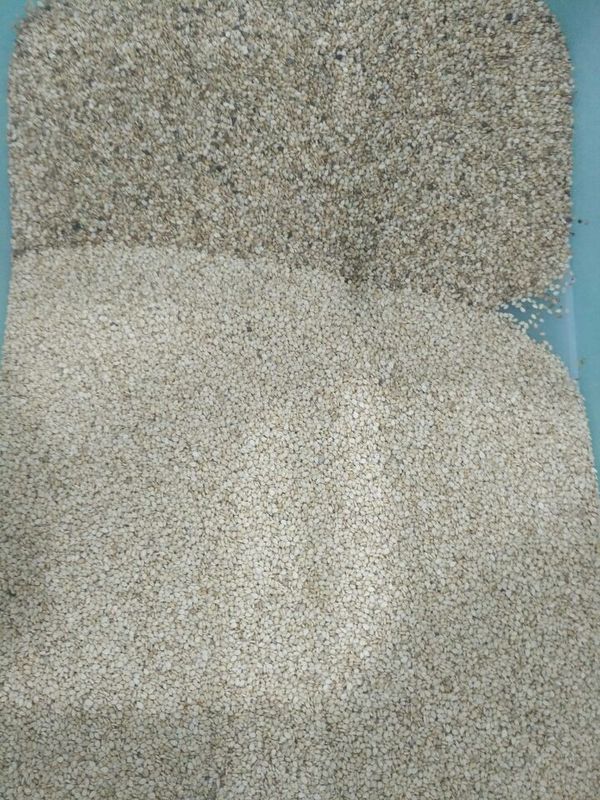 Clasificador del color de Wenyao High Capacity Sesame Seeds que clasifica la máquina del separador
