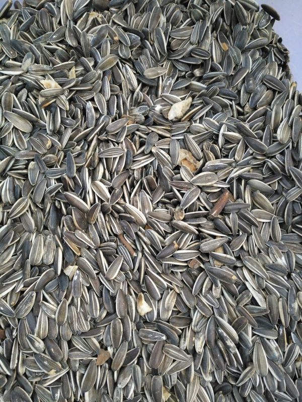 Wenyao Sunflower Seed Color Sorter con alta capacidad