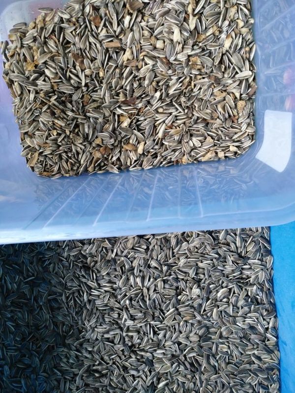 Wenyao Sunflower Seed Color Sorter con alta capacidad