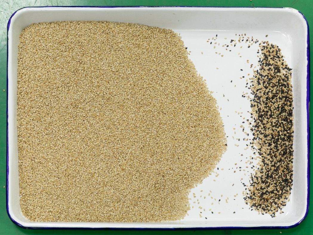 WENYAO Multi Grain Sorter Machine, clasificador óptico del color del sésamo