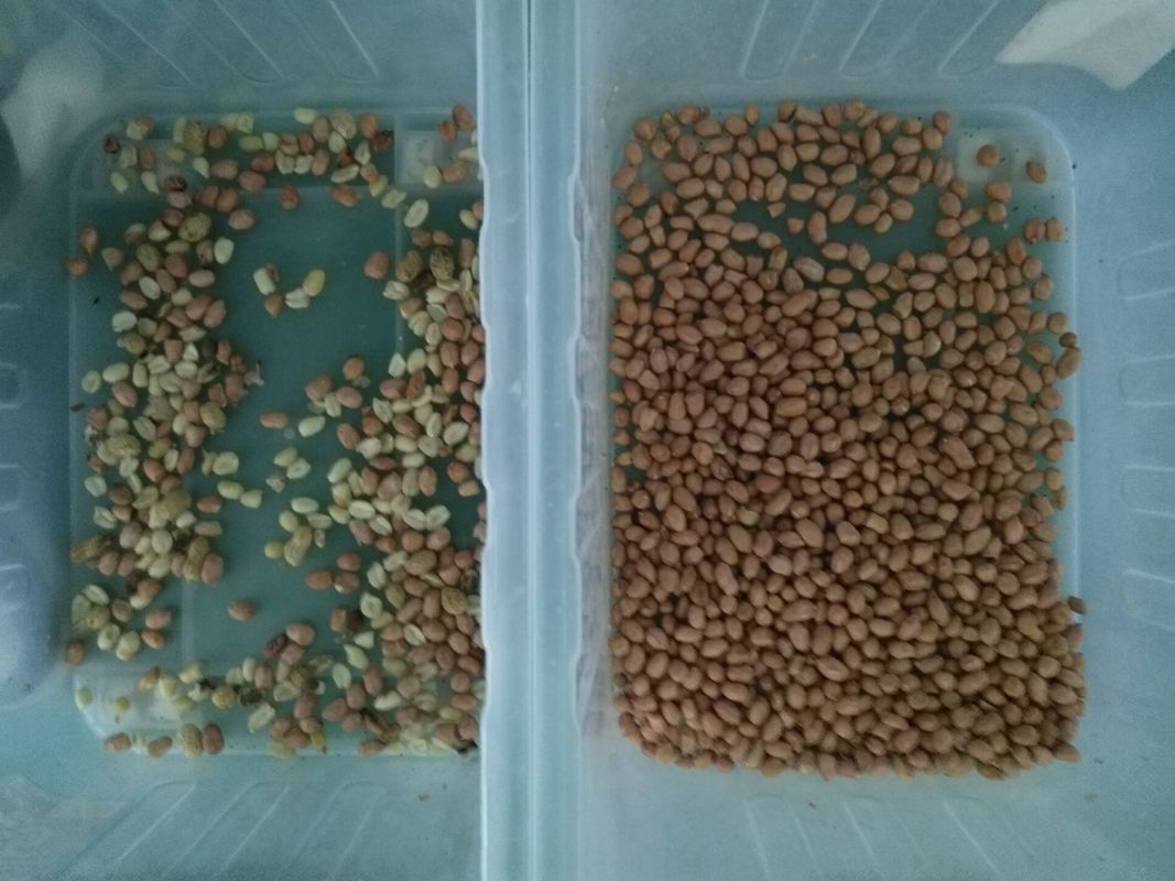 10 canales inclinados Wenyao Color Sorter, clasificadora del cacahuete de la cámara CCD