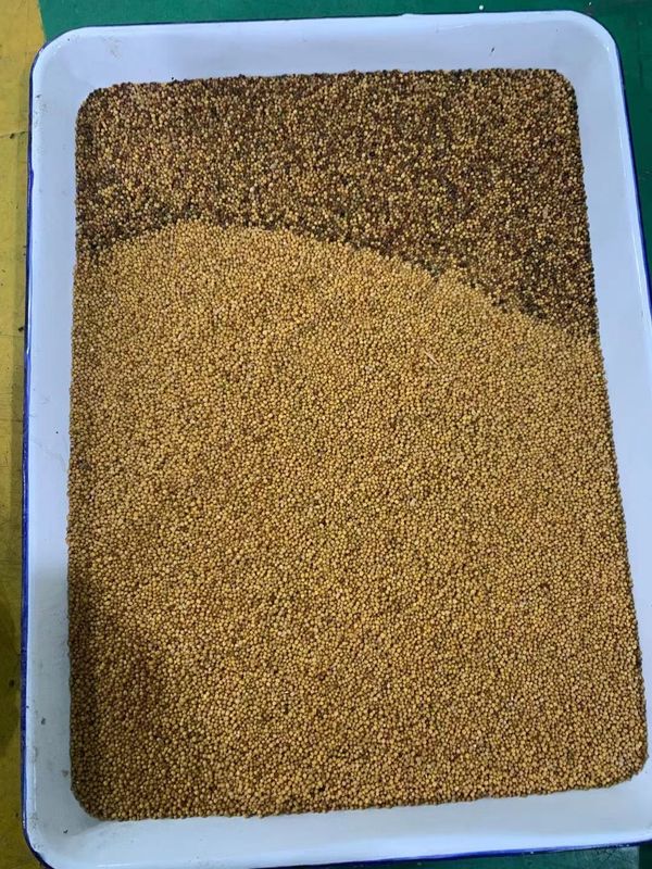 Clasificador funcional multi del color del grano, máquina de proceso del trigo de 220V 50HZ