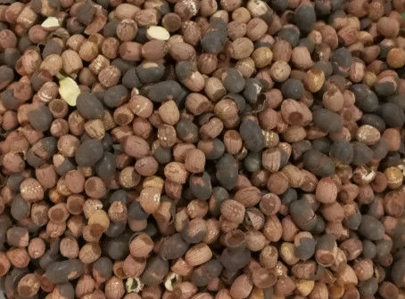 Altos canales de la cámara CCD 512 de Lotus Seeds Color Sorter de la producción