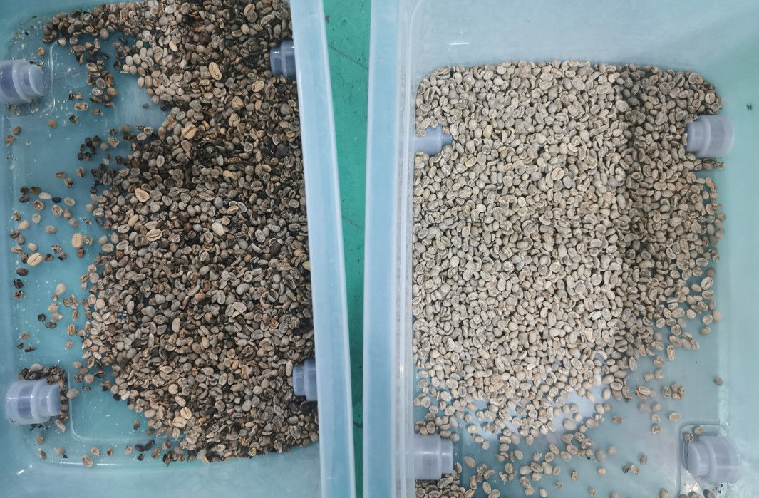 clasificador del color de 99,99 habas de la exactitud, Bean Color Separator de cuero púrpura