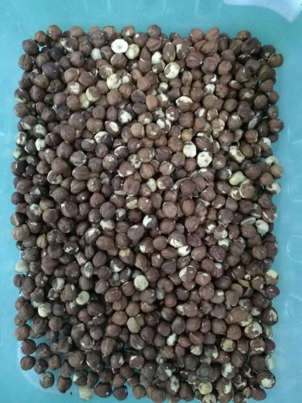 Clasificador funcional multi del color de las nueces, 6 exactitud del clasificador 99,99 de la avellana del canal inclinado
