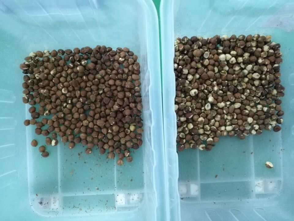 Clasificador funcional multi del color de las nueces, 6 exactitud del clasificador 99,99 de la avellana del canal inclinado