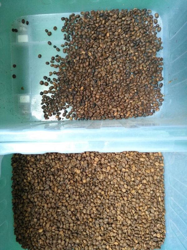 Luz variable de Bean Color Sorter LED del café de 8 canales de los canales inclinados 512