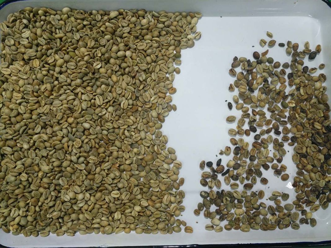 Luz variable de Bean Color Sorter LED del café de 8 canales de los canales inclinados 512