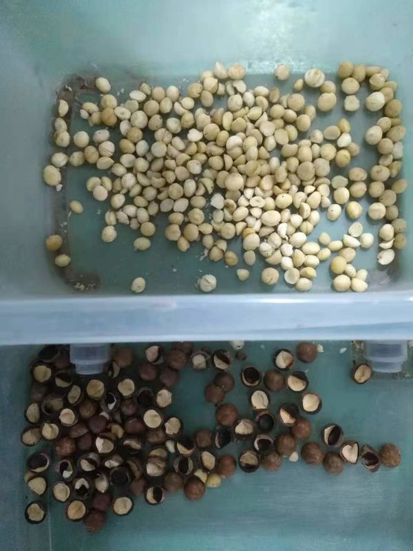 6 eyectores de alta frecuencia del diseño del uno mismo de la luz del clasificador LED del color de las nueces del canal inclinado