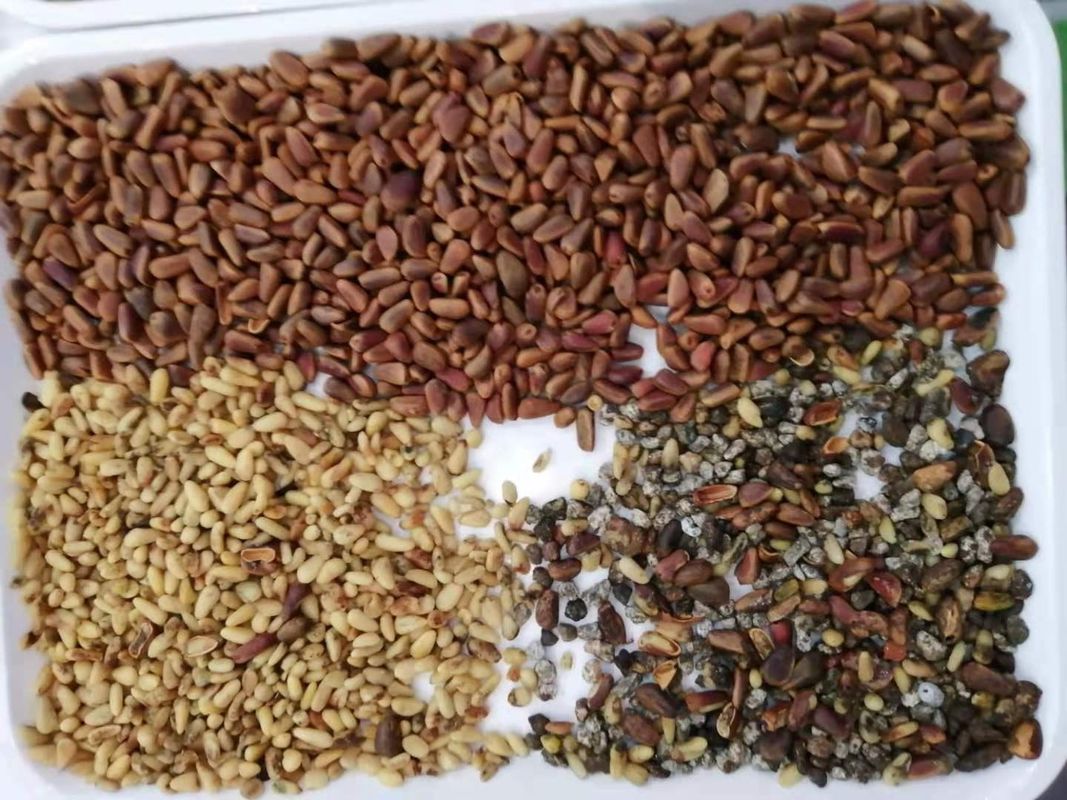 El CE certificó la niveladora del clasificador del color de las nueces para la nuez del pistacho de la nuez de pino con buen precio