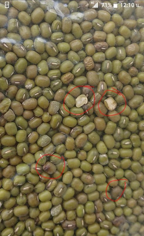 Clasificador multifuncional del color de 512 canales inclinados de los canales 8 para las habas de Mung verdes