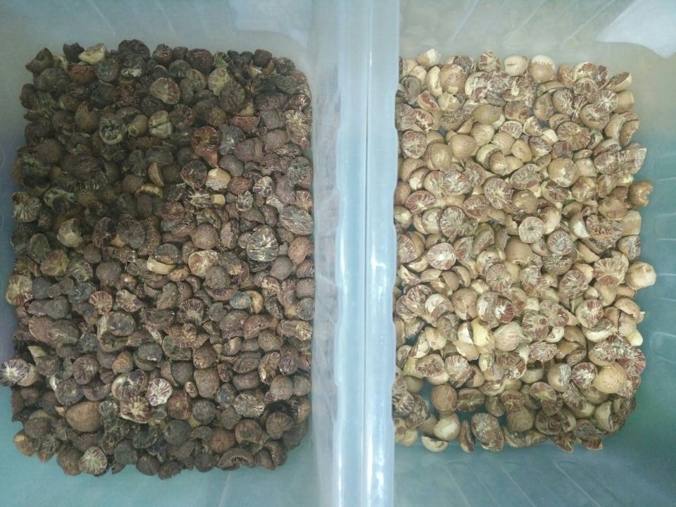 128 canales Mini Nuts Sorting Machine, clasificador aprobado de la almendra del CE