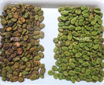 CE Bean Color Sorter Machine amplio WIFI teledirigido con la cámara de alta velocidad